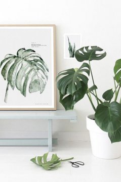 植物只能放陽(yáng)臺(tái)?看看這些盆栽，室內(nèi)也擁有綠色